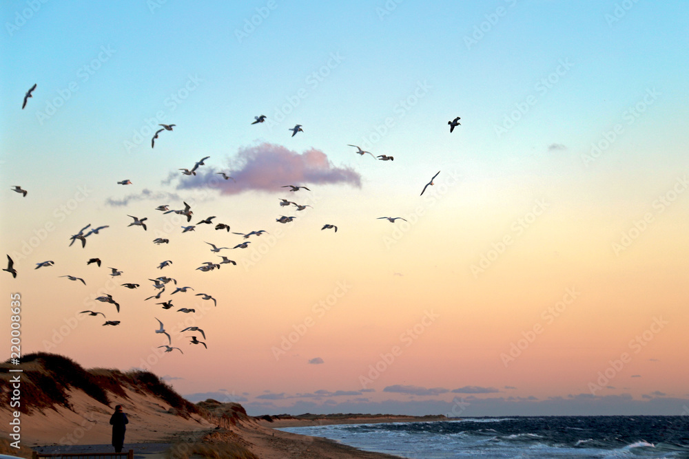 Seagull flying at sunset in Provincetown