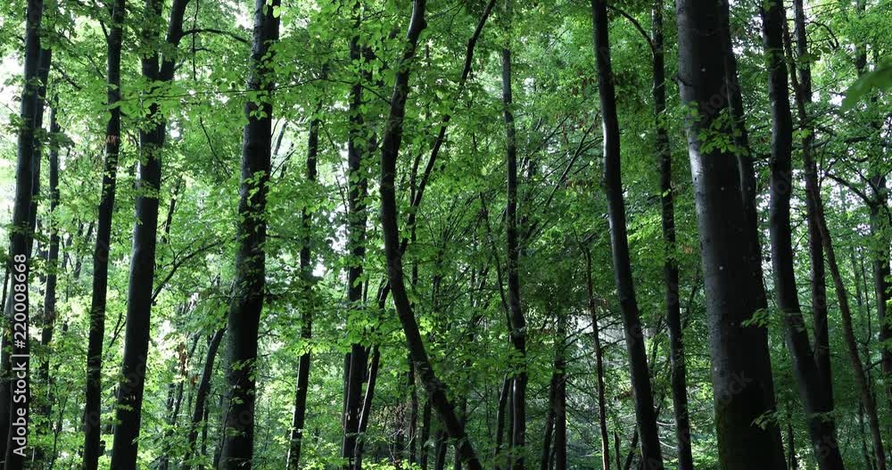 Beech tree forest landscape, tilt down motion background. Beech tree forest landscape, tilt down motion background.