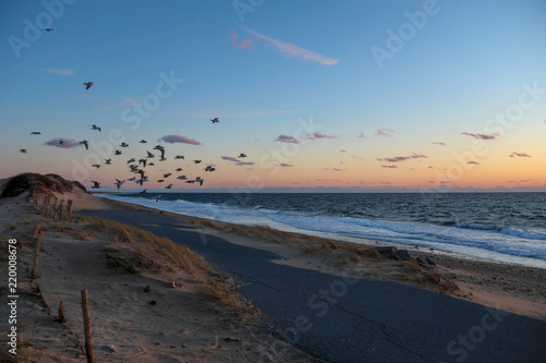 Seagulls flying at sunset in Provincetown, MA