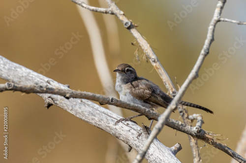 Bewick's wren in cottonwood forest along Rio Grande river in central New Mexico