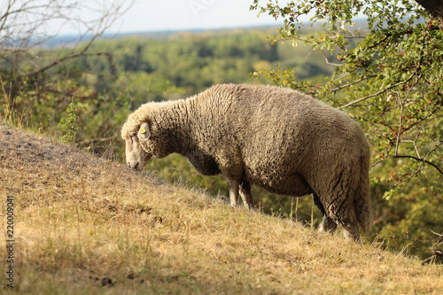 Sheep grazing on a slope in summer