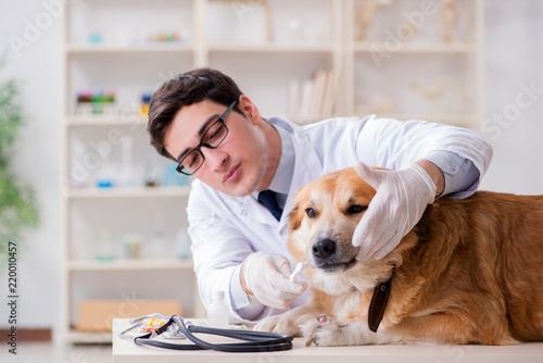 Fototapeta Naklejka Na Ścianę i Meble -  Doctor examining golden retriever dog in vet clinic