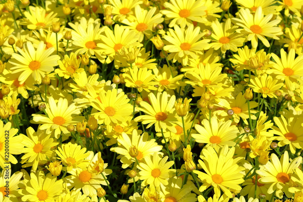 Bright yellow dandelion flower Bright yellow dandelion flower