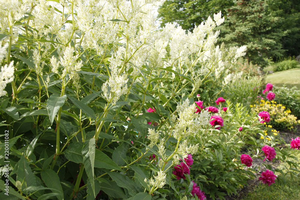 Naklejka premium Giant White Fleeceflower with Fuchsia Peonies