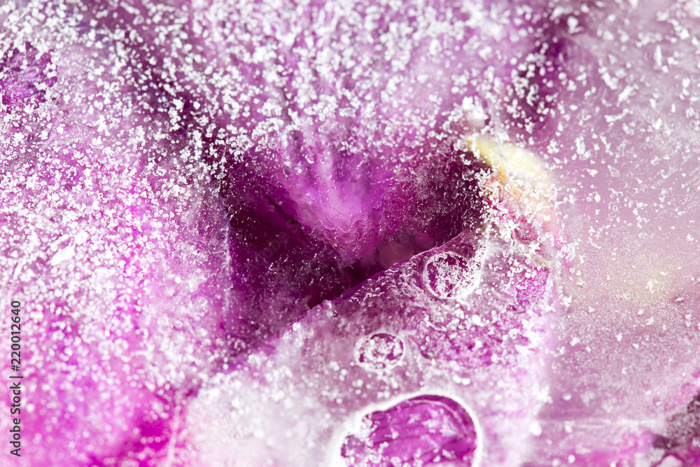 Fototapeta premium Frozen beautiful pink flower blooms in ice cube