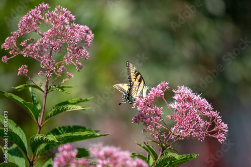 Eastern tiger swallowtail butterfly on joe pye weed at the Parris Glendening Nature Sanctuary in Lothian Southern Maryland Anne Arundel County USA