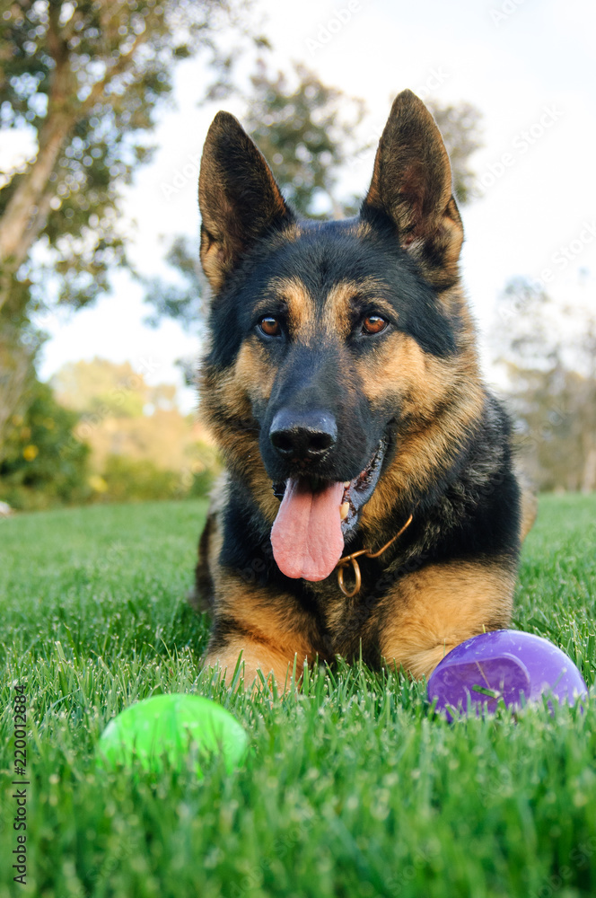 German Shepherd dog outdoor portrait lying in grass with toys