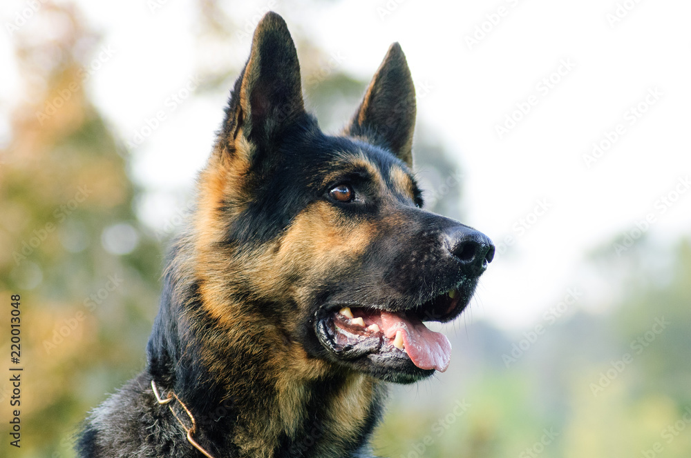 German Shepherd dog outdoor portrait head shot German Shepherd dog outdoor portrait head shot