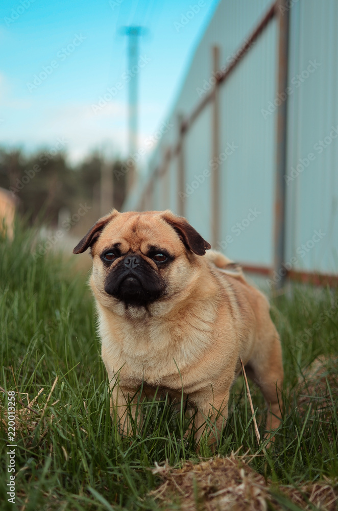  Pug in the grass