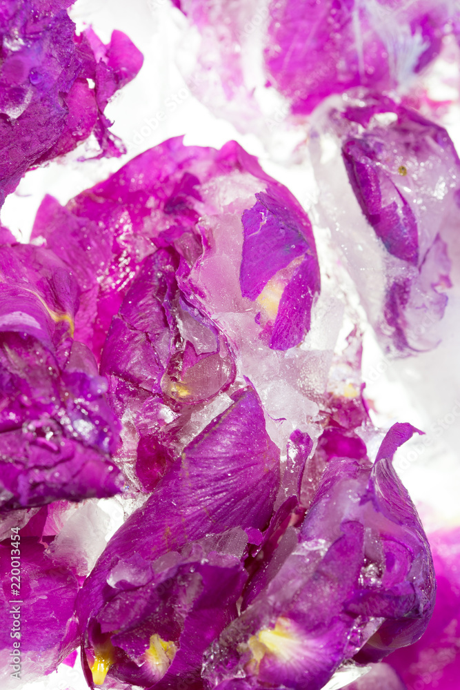 Frozen beautiful pink flower blooms in ice cube Frozen beautiful pink flower blooms in ice cube
