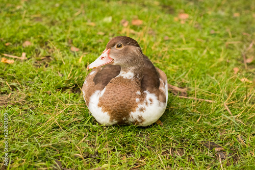 White Brown Domestic Duck Sitting Resting On Grass In Farm Yard Outdoor Close Up. photo