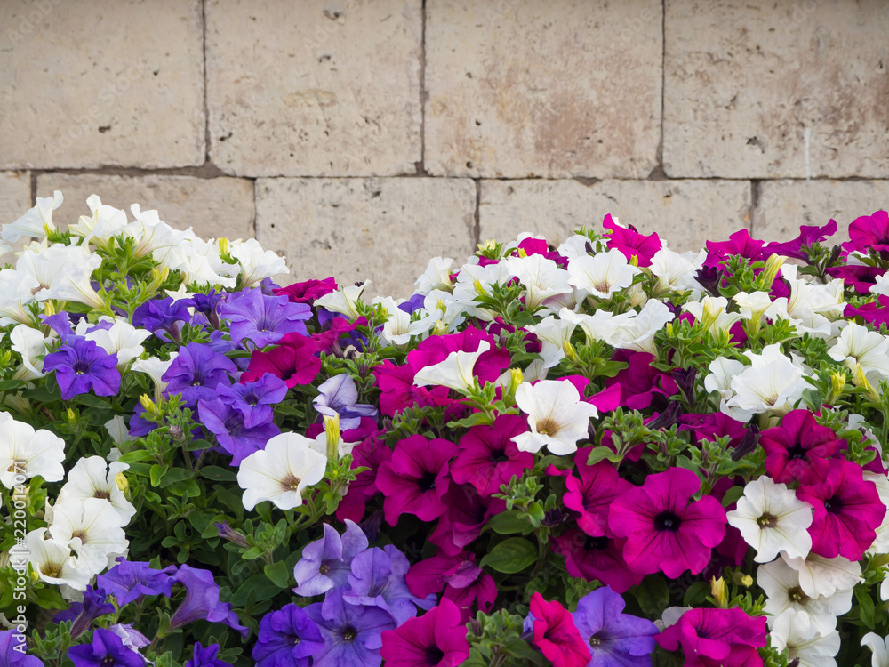 Floral background on half of the wall.