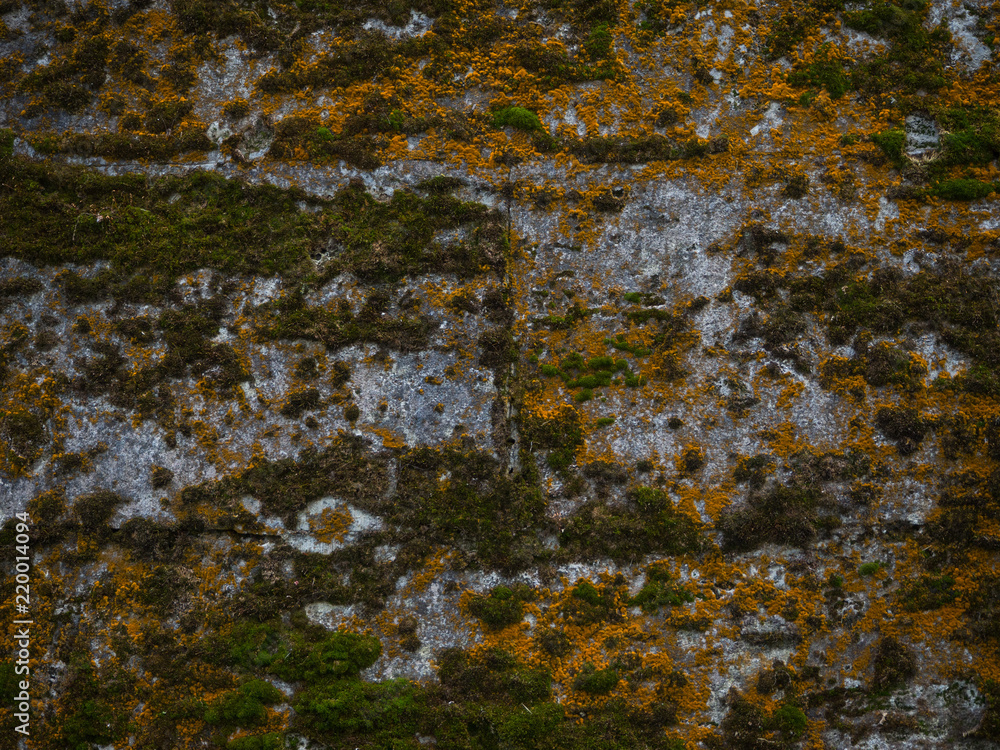 Naklejka premium Background with old green moss.
