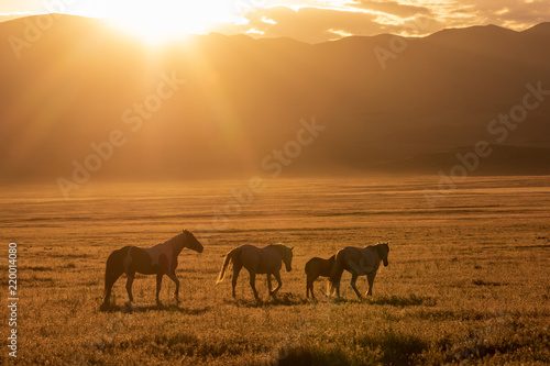 Wild horses at Sunrise in the Utah Desert