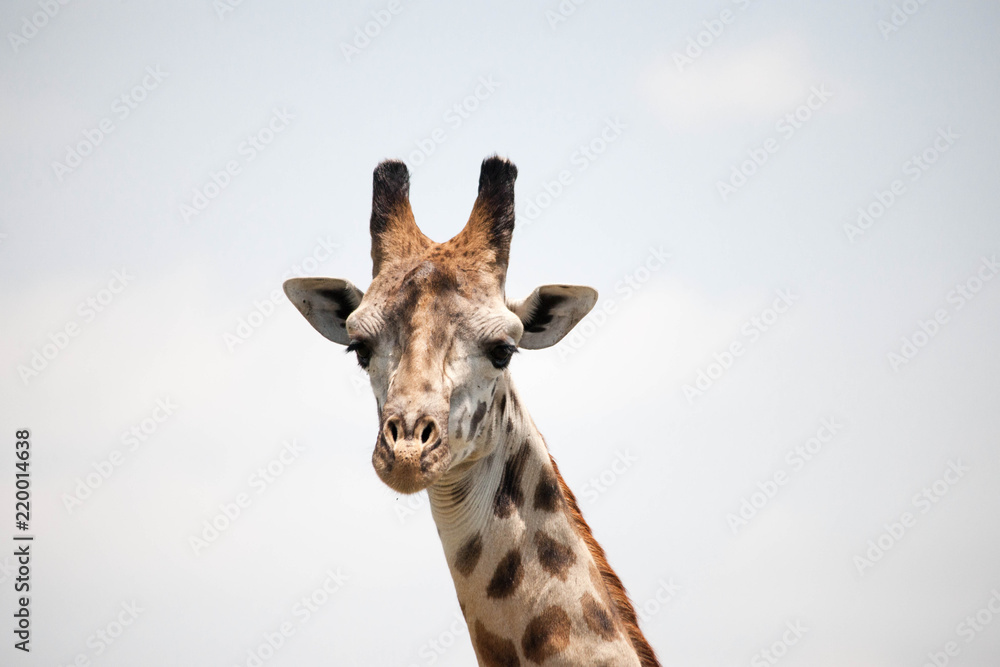 Beautiful shots of giraffes in Africa