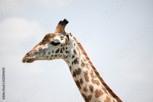 Beautiful shots of giraffes in Africa © Jared