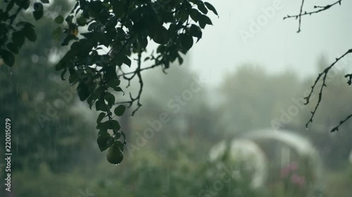 Drops of rain falling on brunch of peer tree on blurred background of summer garden, shalow depth of field photo