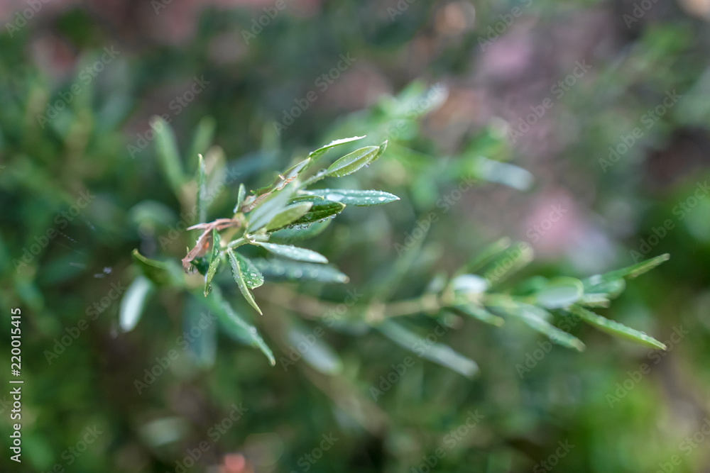 Fototapeta premium Olive tree leaves under summer rain
