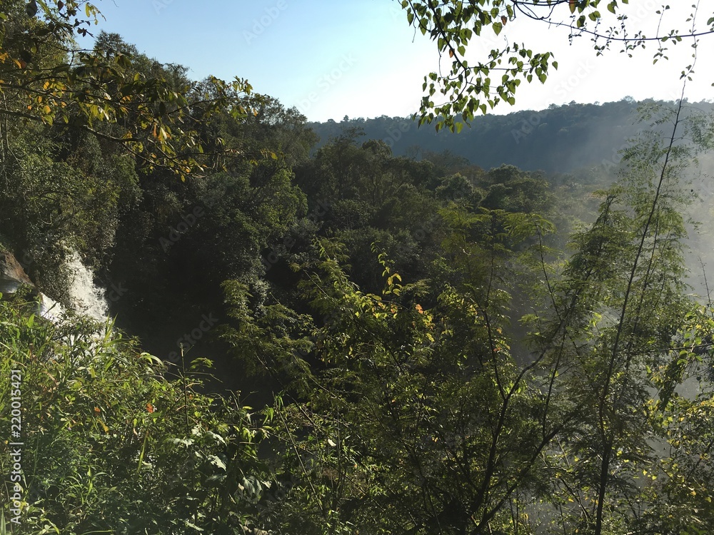 Obraz premium Selva humeda 2