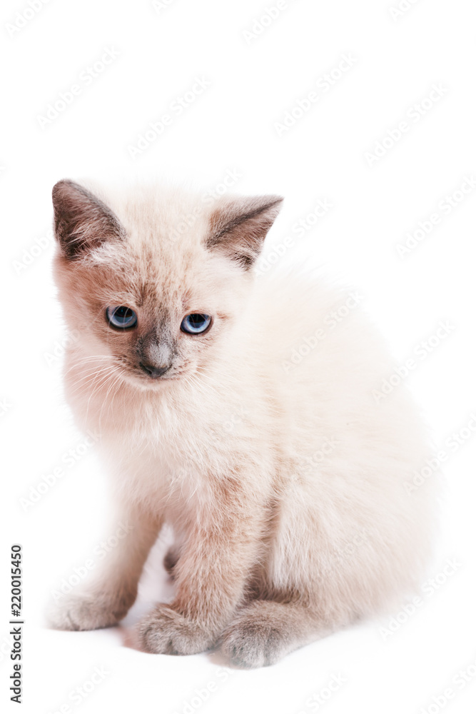 The kitten of color point sits on a white background