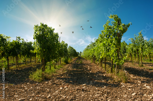 A sangiovese vineyard with blue sky background with birds in Valconca, Emilia Romagna, Italy photo