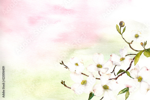 watercolor pink and green ombre wash background texture with dogwood flower 