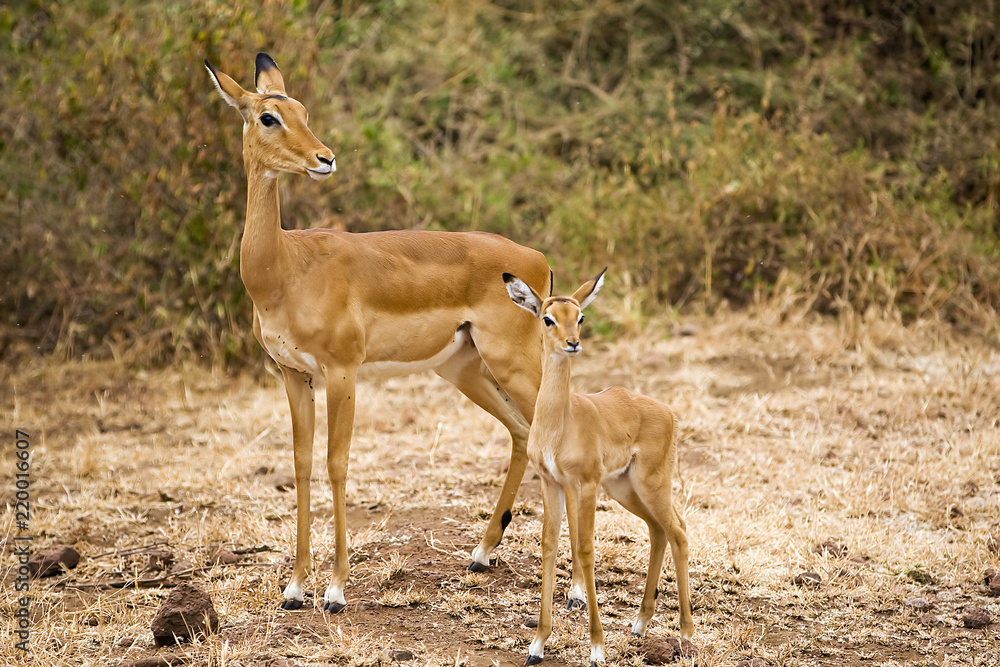 Mother and baby impala in East Africa Mother and baby impala in East Africa