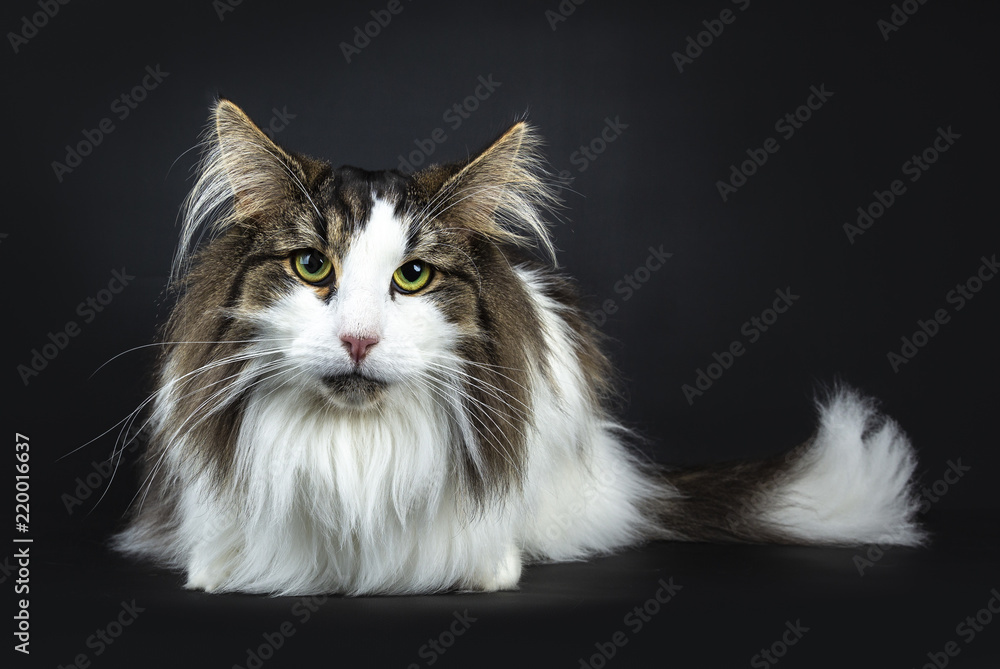Handsome lazy black tabby with white Norwegian Forest cat laying down front view looking straight at lens, isolated on black background Handsome lazy black tabby with white Norwegian Forest cat laying down front view looking straight at lens, isolated on black background