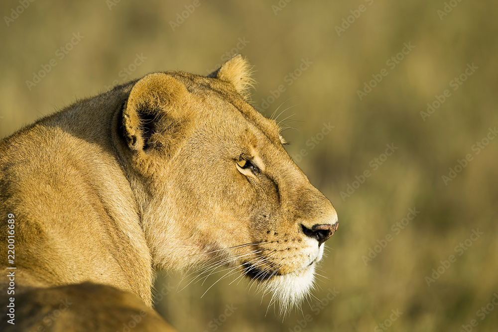 Beautiful lioness looking back in East Africa Beautiful lioness looking back in East Africa