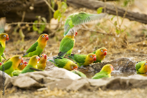 Flock of colorful Fisher's love birds taking a bath and drinking