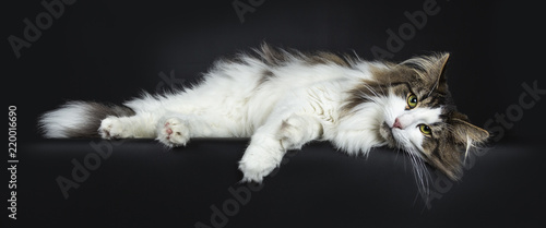 Handsome lazy black tabby with white Norwegian Forest cat laying side ways with head on surface looking straight at lens, isolated on black background photo