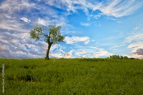 Lone tree over a blue sky with clouds and green grass  Valconca  Emilia Romagna  Italy