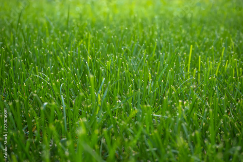 Background with trimmed green grass. Close up.