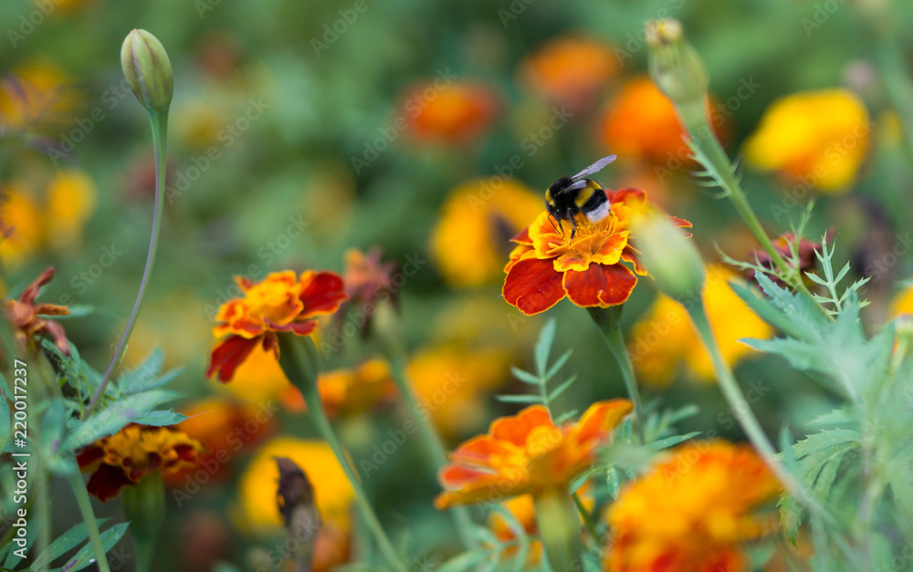 Summer flowers of bright color and insect on them Summer flowers of bright color and insect on them