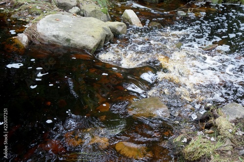 Εκτύπωση καμβά Two Mile Run, Darling Nature Preserve, stained brown by tannic acid