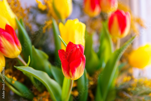 Colorful congratulatory spring bouquet of tulips and Mimosa. Small focus selected.