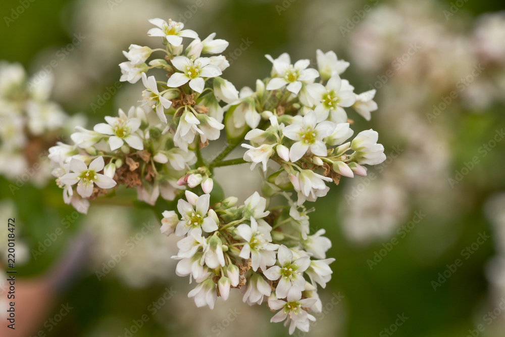 Buckwheat, Fagopyrum esculentum, Japanese buckwheat and silverhull buckwheat blooming on the field. Close-up flowers of buckwheat Buckwheat, Fagopyrum esculentum, Japanese buckwheat and silverhull buckwheat blooming on the field. Close-up flowers of buckwheat