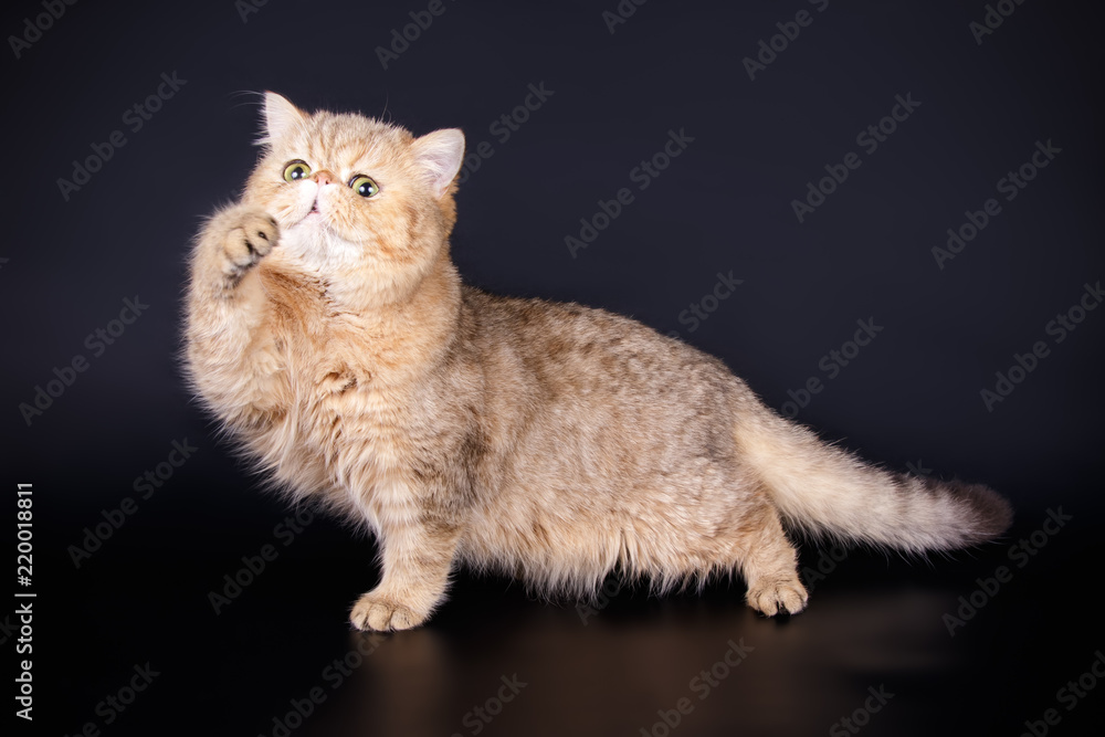 Fototapeta premium Exotic cat on colored backgrounds