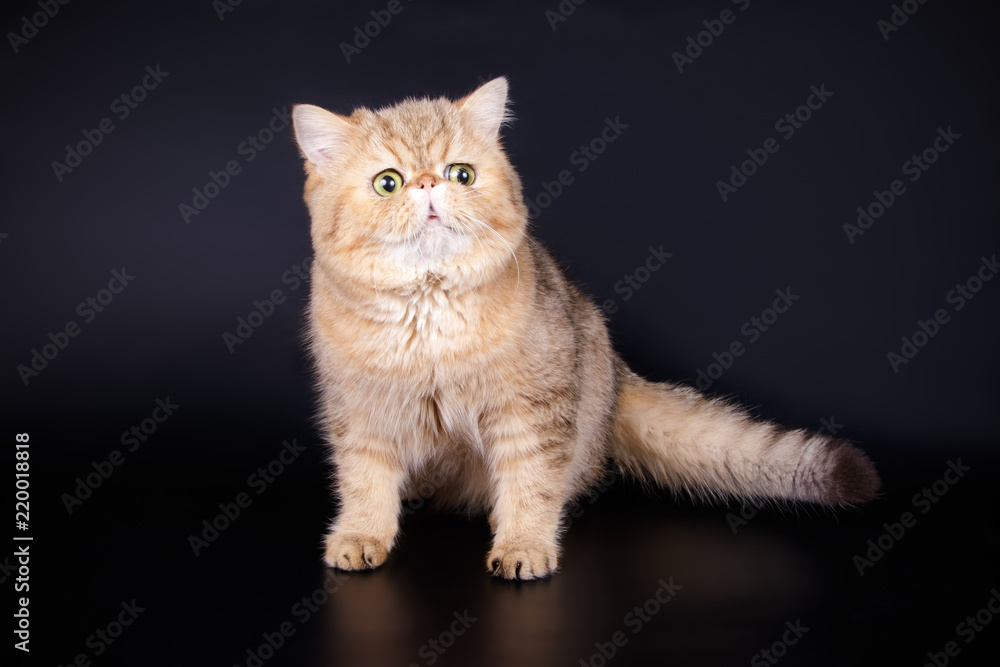 Obraz premium Exotic cat on colored backgrounds