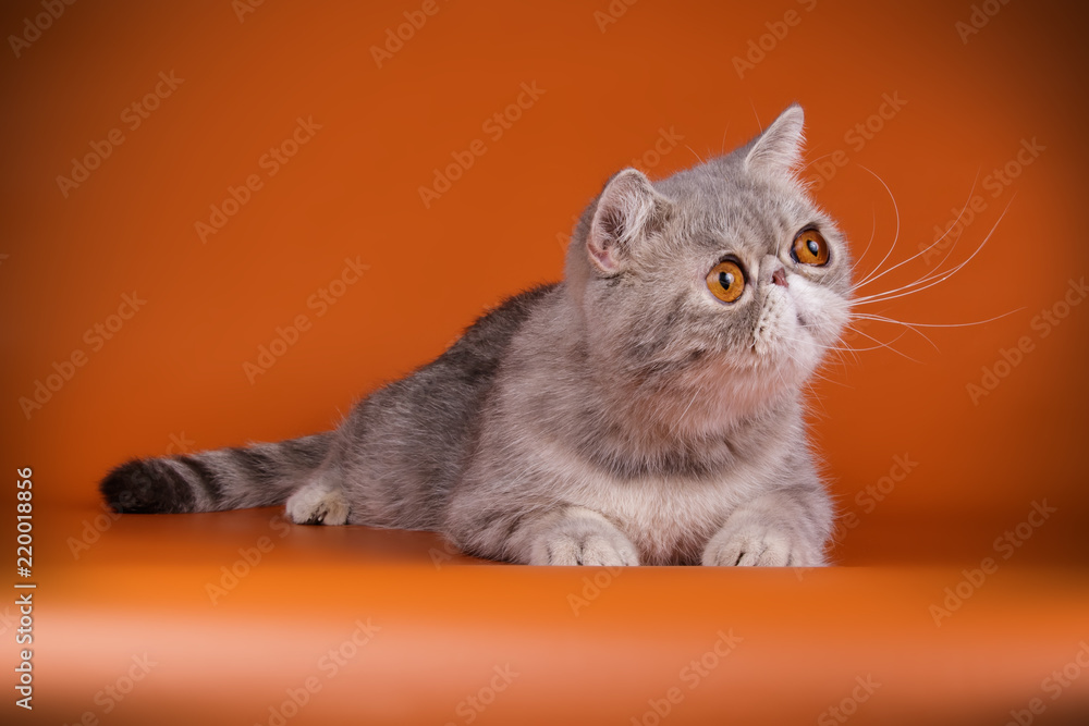 Obraz premium Exotic cat on colored backgrounds
