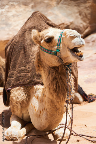 Camels decorated with brown saddle coats  resting in Wadi Rum desert, Jordan.  Outdoors adventure travel concept.