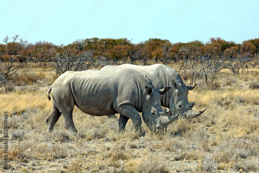 Fototapeta premium Rhinos in Etosha