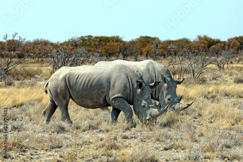 Rhinos in Etosha © abdesign