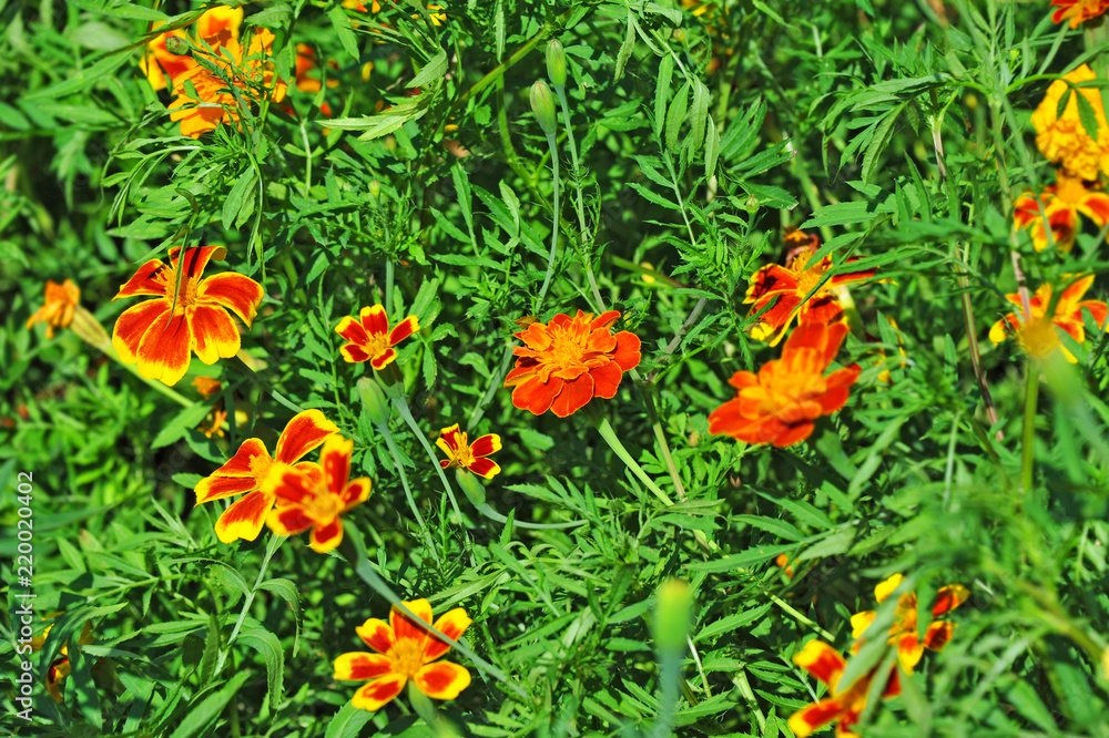 Tagetes flower in flowerbed