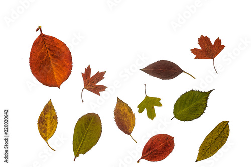 Set of autumn leaves isolated on a white background with copy space: Aronia chokeberry, quince, krondal (a hybrid of golden currant and gooseberry).