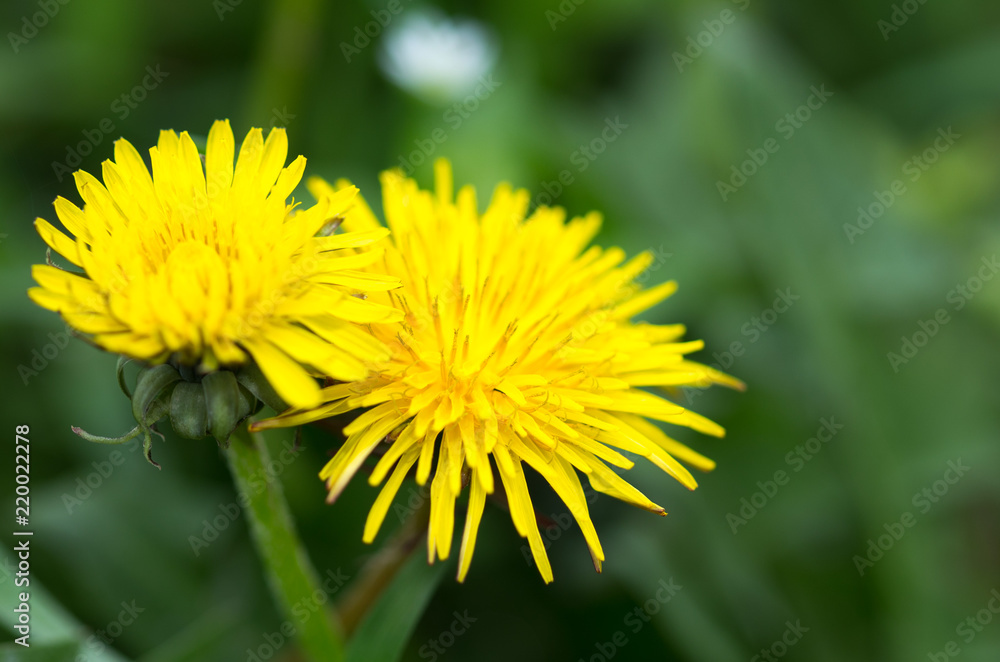 Yellow dandelion flowers with leaves in green grass, spring photography Yellow dandelion flowers with leaves in green grass, spring photography