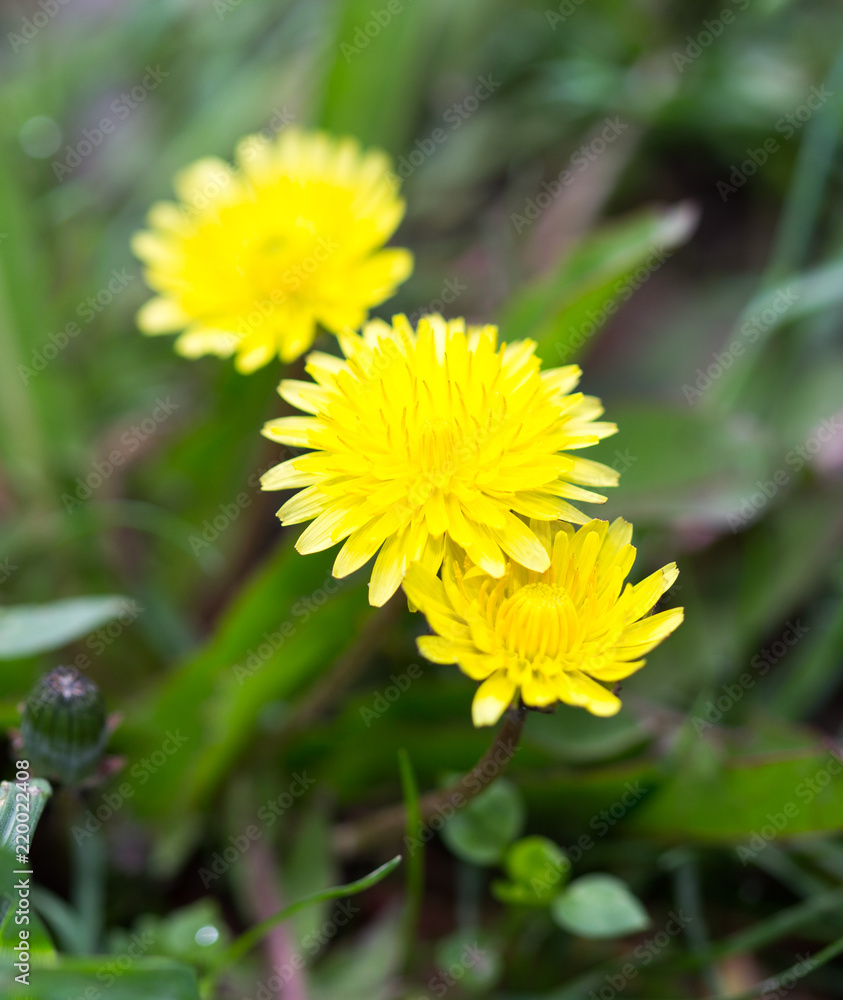 Yellow dandelion flowers with leaves in green grass, spring photography Yellow dandelion flowers with leaves in green grass, spring photography