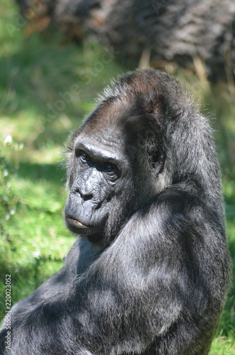 Africa reverie thinking big black monkey gorilla