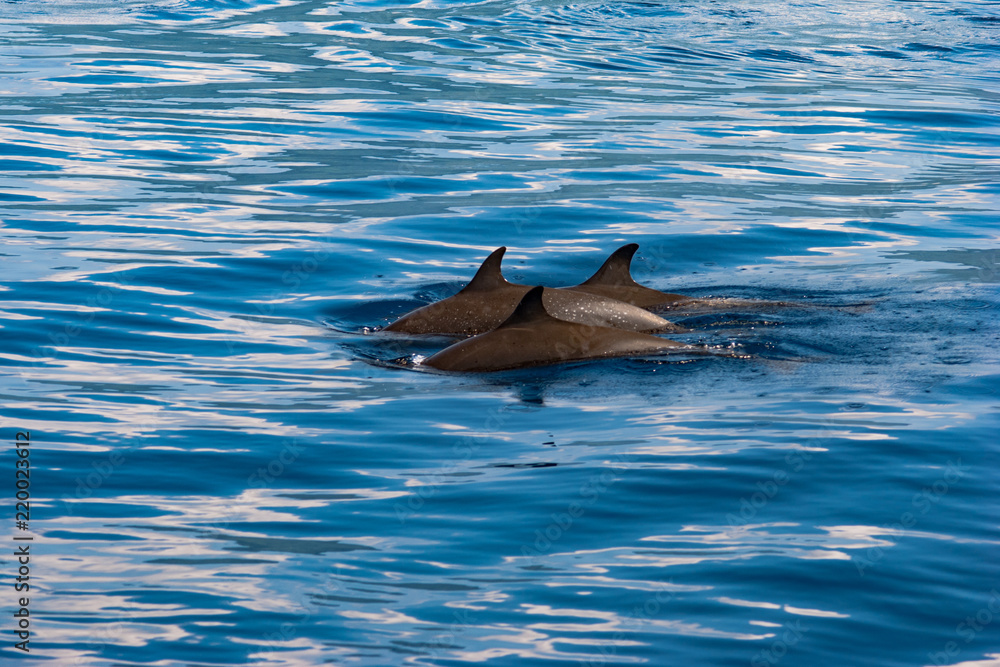 Fototapeta premium Pantropical Spotted Dolphin Stenella attenuata