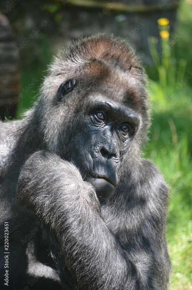 Africa reverie thinking big black monkey gorilla